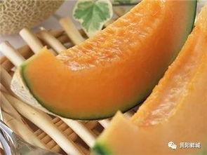 哈密瓜嫩瓜怎么吃,哈密瓜嫩瓜的多样美味食用指南