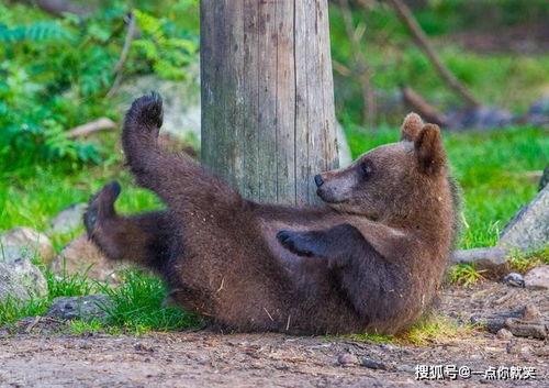 熊圈吃瓜,揭秘吃瓜群众的狂欢盛宴