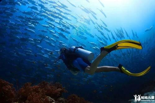 资深潜水吃瓜王者,揭秘水下世界的神秘与趣味