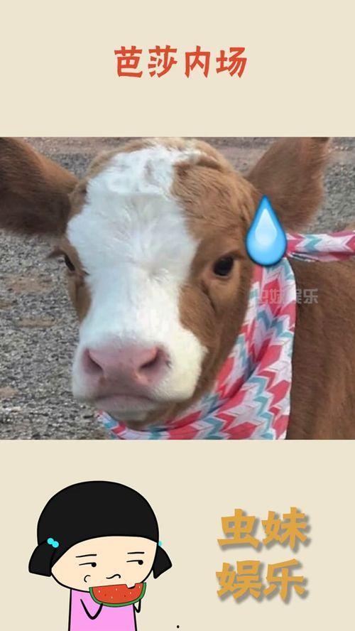 抖音吃瓜警官,揭秘网络热点背后的真相