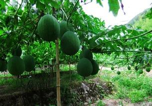 吊瓜树上的吊瓜可以吃吗,天然美食的探索之旅