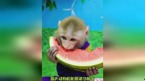猴子吃瓜搞笑,欢乐无限，搞笑一箩筐
