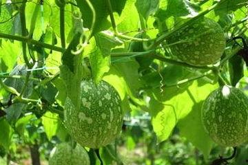 高血压吃吊瓜,吊瓜食疗养生之道