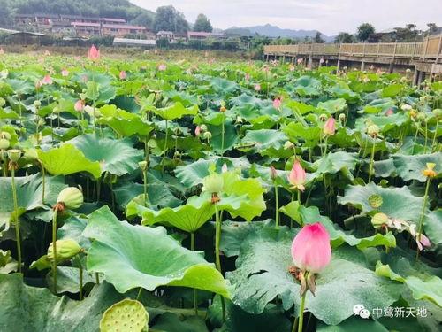 大青蛙吃瓜群众,一场趣味横生的生态奇遇