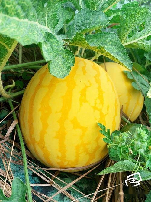 一次吃瓜,一次难忘的吃瓜经历