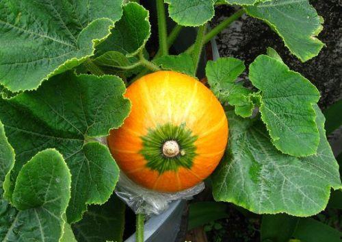 哺乳期可以吃密瓜,密瓜的营养与食用指南