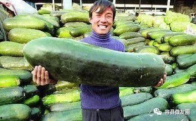 不会吃瓜的屑瓜,一场关于生活态度的趣味探讨