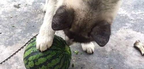 土狗喜欢吃瓜,探寻狗狗的独特口味之谜