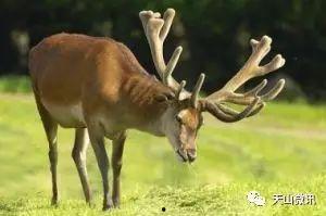 唐马鹿吃瓜,揭秘娱乐圈背后的秘密与真相