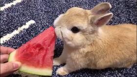 野餐兔被吃瓜,一场意外的悲剧